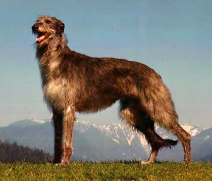 deerhound-fernhill-s-kendra.jpg